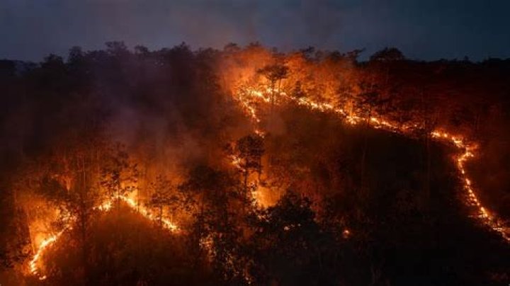 Leo DiCaprio-Backed Earth Alliance Pledges $5 Million To Fight Amazon Rainforest Fires